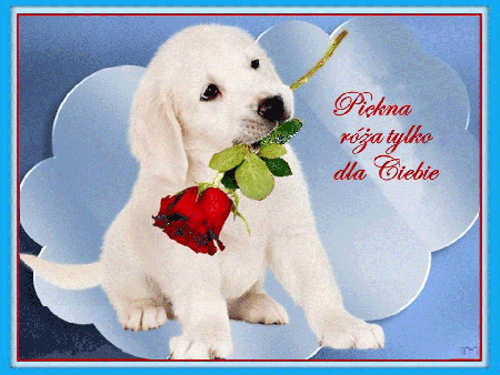 Tylko dla Ciebie róża